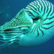 Illustration for article titled 12 of the most astounding 'living fossils' known to science
